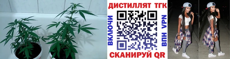 сколько стоит  OMG зеркало  Дистиллят ТГК THC oil  Иланский 